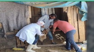 Adıyamanda zoonoz hastalıklarla mücadele kararlılıkla sürüyor