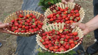 Ağrı tarımında yeni nefes: Çilek yetiştiriciliği büyüyor