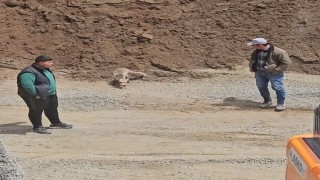 Ahlatta tilki, pomza ocağının müdavimi oldu: Her gün işçilerin sofrasına konuk oluyor