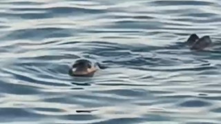 Akdeniz foku kıyıya yakın noktada kendini gösterdi