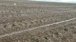 Aksarayda sağanak ve dolu tarım arazilerini vurdu