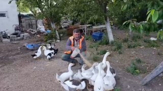 Akyakada bir vatandaş kazlarını özenle besliyor