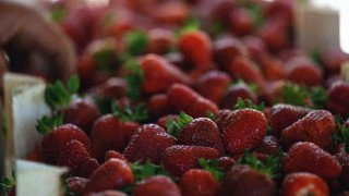 Alternatif tarımın meyvesi çileğin ilk hasadı başladı