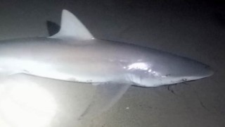 Amatör oltacı kıyıdan 2 köpek balığı yakaladı: Heyecanlı anlar kamerada