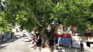 ‘Anıt ağaç olarak tescillenen 600 yıllık çınar Tut ilçesinin simgesi