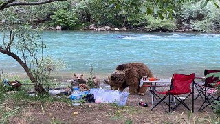 Anne ayı ve yavruları piknik sofrasına konuk oldu