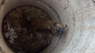 Antakyada kuyuya düşen köpeği itfaiye kurtardı