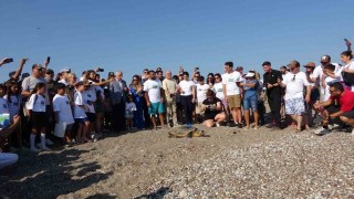 Antalyada deniz kaplumbağaları çip takılarak denize uğurlandı