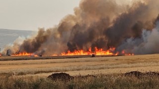 Araban Ovasında 8 ayrı noktada 2 bin dönüm ekili alan yandı