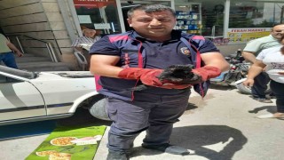 Aracın motoruna giren yavru kediyi itfaiye kurtardı