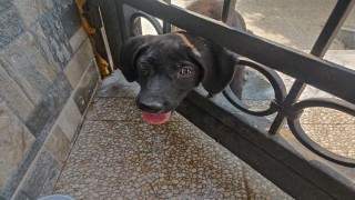 Arsuzda kafasını korkuluğa sıkıştıran köpeği itfaiye kurtardı