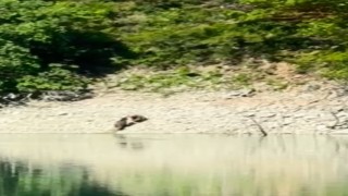 Artvinde iki ayı önce serinledi, sonra nehir kıyısında kavga etti
