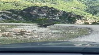 Artvinde kartal yılan avlarken görüntülendi
