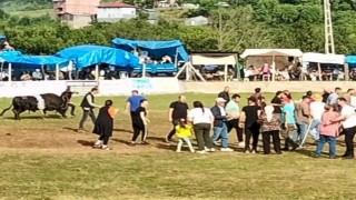 Artvinde şampiyon boğa sahibini yaraladı