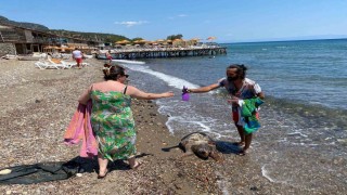 Assos sahilinde ölü caretta caretta bulundu