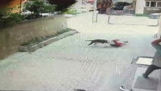Ataşehirde pitbull cinsi köpeğin çocuğa saldırdığı anlar kamerada