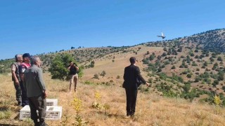 Aydıncıkta 225 adet keklik doğaya salındı