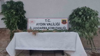 Aydında 28 kök kenevir ele geçirildi