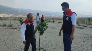 Aydında incir üretimine kalite katacak proje denetlendi