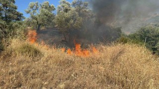 Aydında zirai alanda yangın çıktı