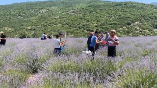 Bakımı yapılan lavanta bahçesi kadın elinde yeniden hayat buldu