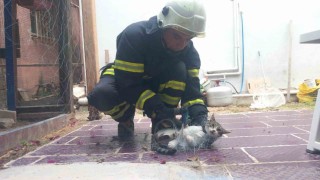 Balık ağına takılan kediyi itfaiye kurtardı