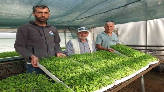 Balıkesirde Stevia fidesi sevkiyatına başlandı