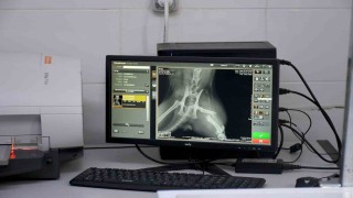 Başkan Günel, 5inci kattan düşen kediye yaşam umudu oldu