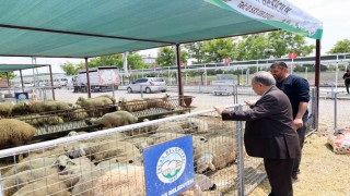 Başkan Yalçından kurban pazarı ziyareti: Bu alan hem emeğin hem duaların buluşma noktası