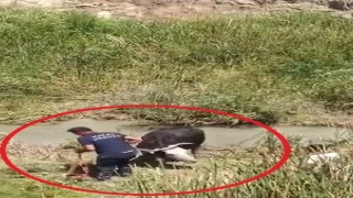 Bataklığa saplanan 3 büyükbaşı itfaiye kurtardı