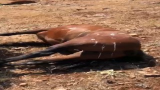 Batmanda öldürülen 7 yılkı atı için 3 şüphelinin ifadesi alındı