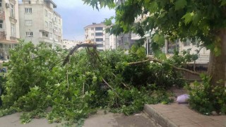 Batmanda şiddetli rüzgarın devirdiği ağaç park halindeki aracın üzerine düştü