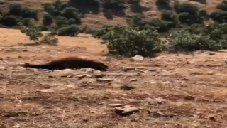 Batmanda Yabani Yılkı Atı Ölümleri 7ye Yükseldi