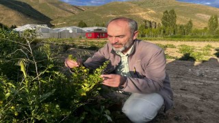 Bayburt Üniversitesi iklime uygun tarımsal ürünlerini hasat etti