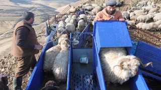 Bayburtta küçükbaş hayvanlar mobil koyun yıkama makineleriyle yıkanarak ilaçlanıyor