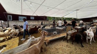 Bayrama sayılı günler kala, kurban satış yerlerinde pazarlıklar devam ediyor