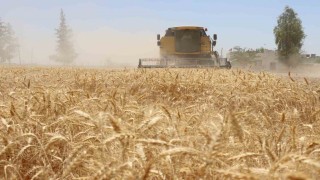 Belediyede hasat zamanı