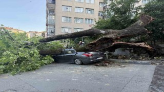 Beşiktaşta devrilen ağaç 3 araca hasar verdi