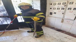 Bilecikte bir apartmana giren yılan itfaiye ekiplerince yakalandı