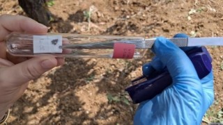 Bilecikte görülen kahverengi kokarcaya samuray arısıyla çözüm