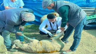 Bilecikte kurban satış pazarında hayvanlara gebelik testi yapılıyor