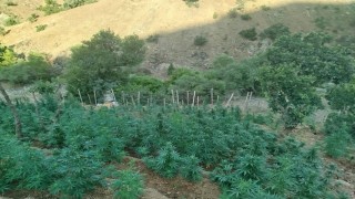 Bingölde 15 bin kök kenevir ele geçirildi