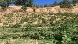Bingölde 19 bin kök skunk bitkisi ele geçirildi
