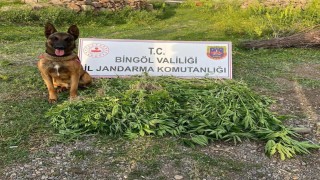 Bingölde 4 günde 14 bin 933 kök kenevir ele geçirildi