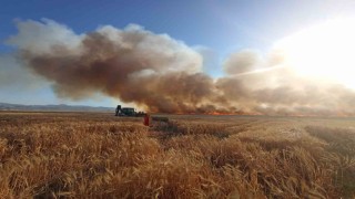 Bingölde onlarca dönüm ekili arazi küle döndü