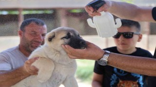 Bölgenin kabusu olan kenelerden korunmak için doğal karışım hazırladı