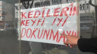 Boş dükkanda bulunan kediler ilginç bir tartışmaya yol açtı