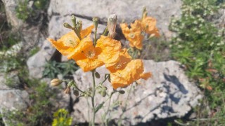 Bozkırın yüksek rakımlı yaylalarındaki bitki florası araştırıldı