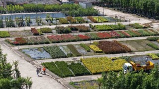 Bu fidanlık Kocaeliyi yeşillendiriyor