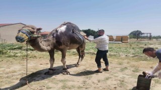 Buldanda şampiyon deveye yaz bakımı